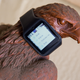 Illustration for article titled Sony SmartWatch 3 Review: The Best-Performing Android Smartwatch Yet
